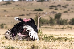 autruche masai / masai ostrich