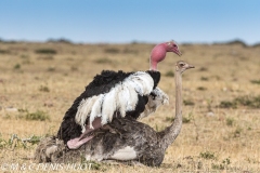 autruche masai / masai ostrich