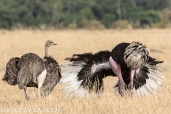 autruche masai / masai ostrich