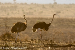 autruche masai / masai ostrich