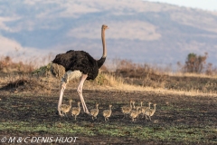 autruche masai / masai ostrich