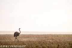 autruche masai / masai ostrich