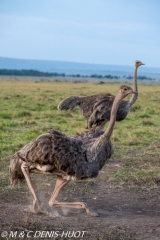 autruche masai / masai ostrich