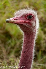 autruche masai / masai ostrich