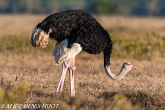 autruche masai / masai ostrich