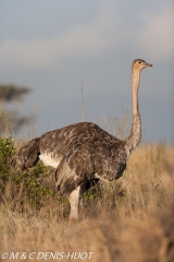 autruche masai / masai ostrich