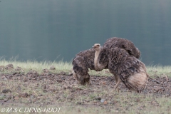 autruche masai / masai ostrich