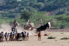 autruche masai / masai ostrich