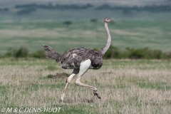 autruche masai / masai ostrich