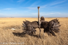 autruche masai / masai ostrich