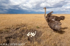 autruche masai / masai ostrich