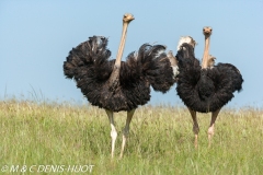 autruche masai / masai ostrich