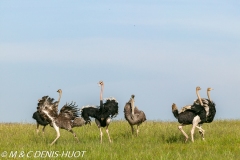 autruche masai / masai ostrich