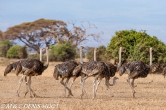 autruche masai / masai ostrich