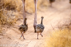 autruche de Somalie / Somali ostrich