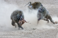 Babouin doguera / Olive baboon