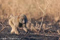 Babouin doguera / Olive baboon