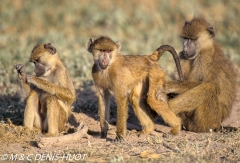 Babouin jaune / Yellow baboon