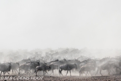 Migration des gnous / Wildebeest migration