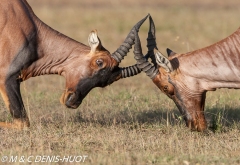 damalisque / topi