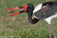 jabiru / saddle-billed Stork