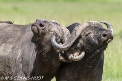 buffle d'Afrique / african buffalo