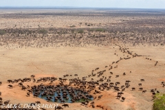 buffle d'Afrique / african buffalo