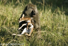 Babouin doguera / Olive baboon