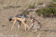 chacal à chabraque / black-backed jackal