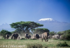 Elephant herd