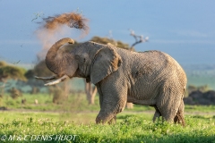 Elephant herd