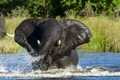 éléphant d'Afrique / african elephant