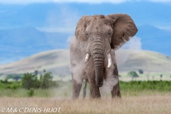 éléphant d'Afrique / african elephant