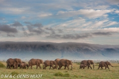 African elephant