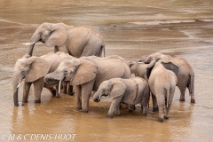 éléphant d'Afrique / african elephant