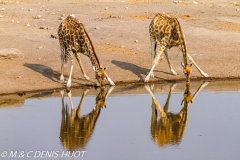 Girafe du Sud / Southern giraffe