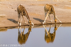 Girafe du Sud / Southern giraffe