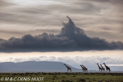 girafe Masai / Masai giraffe