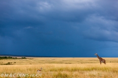 girafe Masai / Masai giraffe