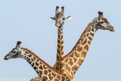 girafe Masai / Masai giraffe