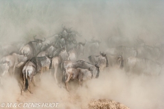 Migration des gnous / Wildebeest migration