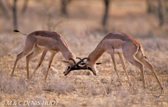 gazelle de Waller / Gerenuk