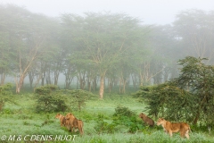 lionne en chasse / lioness hunting