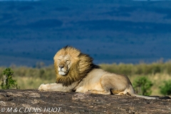 lion mâle / male lion