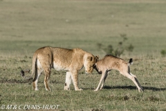 lionne / lioness