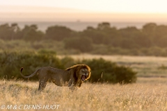 lion mâle / male lion