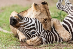 lionne en chasse / lioness hunting