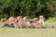 hyène tachetée / spotted hyena