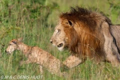 lion mâle / male lion