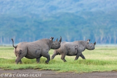 rhinocéros noir / black rhino